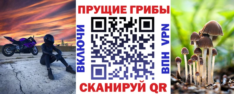 что такое   Шебекино  Галлюциногенные грибы Psilocybine cubensis 